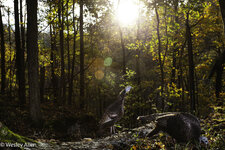 bgslturkey-7.jpg