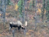 Moose 1.jpg