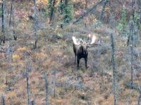 Moose 2.jpg