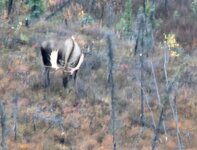 Moose 3.jpg