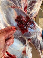 IMG_1472.jpeg