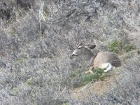 IMG_7411.jpeg IMG_7411.jpeg