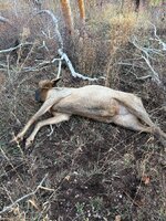 IMG_6784.jpeg
