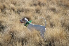 IMG_0818.JPG