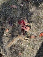 IMG_0809.jpeg