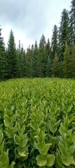 20250708_155717.jpg