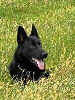 germdog1.jpg