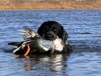 IMG_4871.jpeg