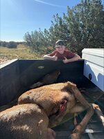 brooks elk 1.jpeg
