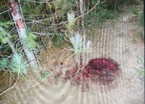 IMG_1523.jpeg