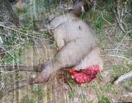 IMG_1522.jpeg