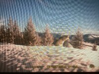 IMG_1526.jpeg