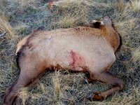 Exit #2 elk 2025.jpg
