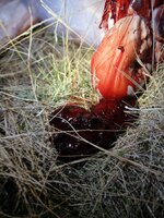 Damage elk 2025.jpg