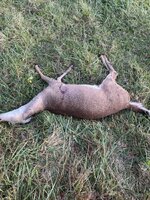 IMG_0688.jpeg