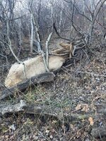 IMG_3272.jpeg