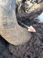 IMG_1937.jpeg
