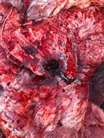 Moose Lungs.jpg Moose Lungs.jpg