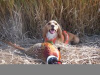 Ava-Pheasant '11.jpeg Ava-Pheasant '11.jpeg