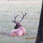 Cataloochee19browtinefork.jpg Cataloochee19browtinefork.jpg