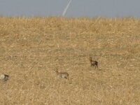 IMG_8563.jpeg