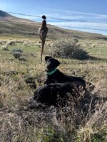 IMG_3706.jpeg