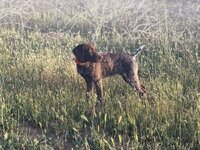 IMG_8528.jpeg
