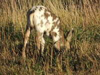 Pinto%20muledeer%20fawn.jpg Pinto%20muledeer%20fawn.jpg