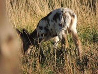 Spotted%20Fawn.jpg Spotted%20Fawn.jpg