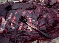 IMG_1414.jpeg IMG_1414.jpeg