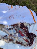 IMG_0848.jpeg IMG_0848.jpeg