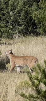 mtn lion.png mtn lion.png