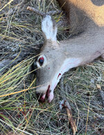 IMG_7014.jpeg IMG_7014.jpeg