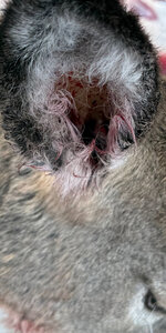 IMG_7020.jpeg IMG_7020.jpeg