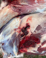 IMG_7016.jpeg IMG_7016.jpeg