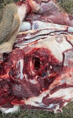 IMG_7017.jpeg IMG_7017.jpeg