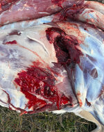 IMG_7018.jpeg IMG_7018.jpeg