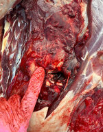 IMG_7019.jpeg IMG_7019.jpeg