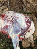 IMG_3495.jpeg IMG_3495.jpeg