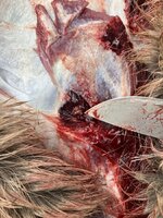 IMG_3507.jpeg IMG_3507.jpeg