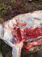 IMG_3509.jpeg IMG_3509.jpeg