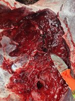 IMG_3510.jpeg IMG_3510.jpeg