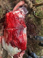 IMG_3518.jpeg IMG_3518.jpeg