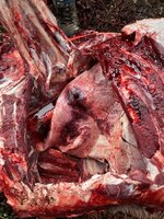 IMG_3524.jpeg IMG_3524.jpeg