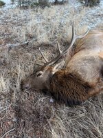 IMG_6379.jpeg IMG_6379.jpeg