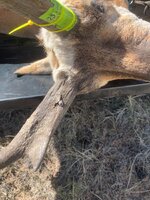 IMG_1556.JPG IMG_1556.JPG