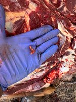 IMG_6384.jpeg IMG_6384.jpeg