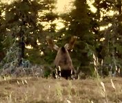 2025 moose hunt.2.jpeg