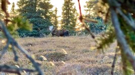 2025 moose hunt.jpeg