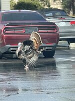 IMG_3748.jpg IMG_3748.jpg